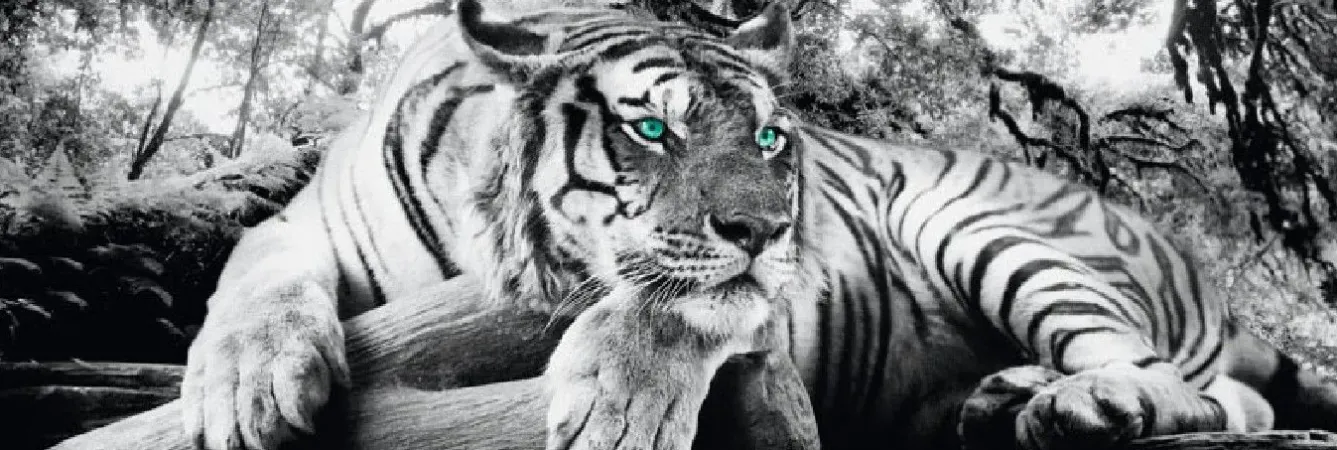 Sale Jumboposter Tiger, Nr. 3 Poster