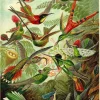 Online Poster Beautiful Birds, Nr. 66 Poster