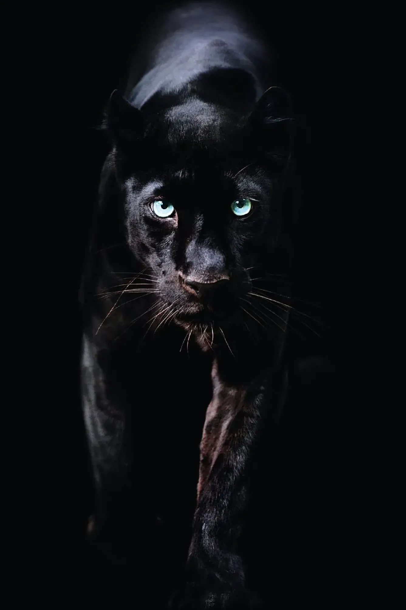 Discount Poster Black Panther, Nr. 179 Poster|Weihnachtsgeschenke