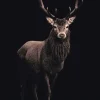 Outlet Poster Deer On Black, Nr. 160 Poster