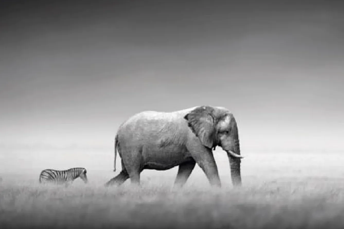 Sale Poster Elephant Zebra, Nr. 233 Poster|Weihnachtsgeschenke