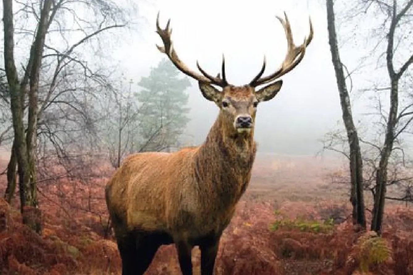 Online Poster Hirsch Im Wald, Nr. 236 Poster