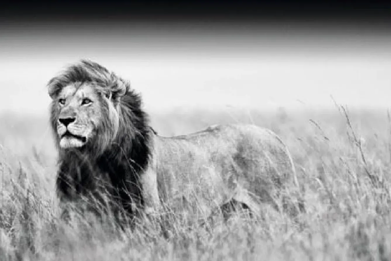 Sale Poster Kings Of Nature - Lion, Nr. 129 Poster
