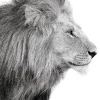 Hot Poster Lions Profile, Nr. 100 Poster